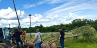 Плакучие ивы начали сажать на набережной в Наро-Фоминске - Regions.Ru