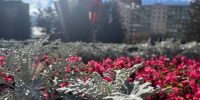 Все деревья с площади Молодежная пересадят в скверы и парки Наро-Фоминска - Regions.Ru